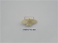 藏品(尺蛾369)的圖片